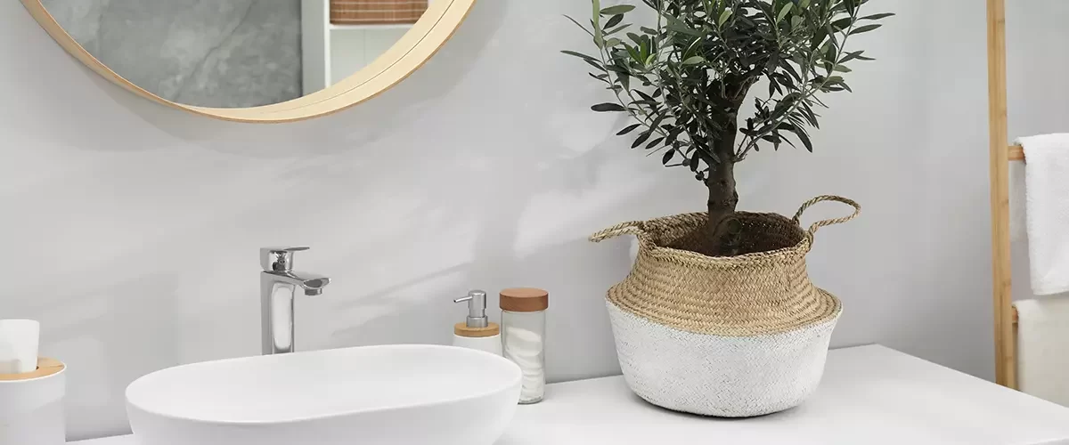 Beautiful young potted olive tree and toiletries near sink on bathroom counter